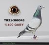TR21-300343 343 Video
