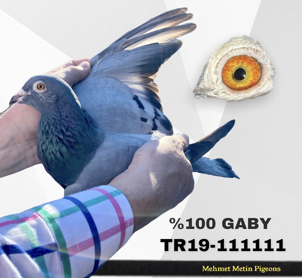 TR19-111111 gaby111 Resmi