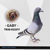 TR20-023317 gaby 317 Video